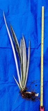 Sansevieria bantel sensation for sale  IPSWICH