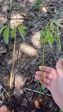 Avocado seedling buy for sale  Henrico