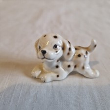 Cute spotty dalmatian for sale  GAINSBOROUGH