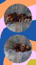 cuccioli cane regalo usato cuccioli cane regalo usato Scandale