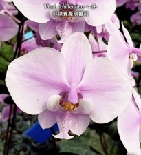 Phal. schilleriana sib for sale  Ambler