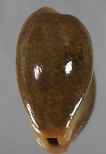 Cypraea ovum chrysostoma usato  Italia