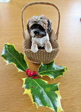 shih tzu for sale shih tzu for sale  LEEK