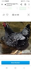 Silver laced wyandotte for sale  DOWNPATRICK