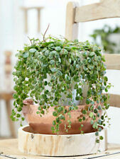 Peperomia prostrata string for sale  SOUTHAMPTON