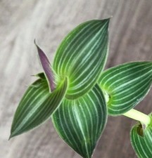 Ableger tradescantia callisia gebraucht kaufen  Hille