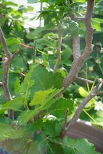 Bursera hindsiana sukkulente gebraucht kaufen  Einhausen