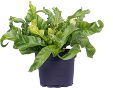 Hurricane fern plant for sale  Plant City