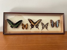 Collection real preserved for sale  CARDIFF