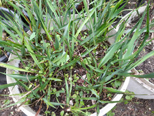 Stück yucca gloriosa gebraucht kaufen  Mönchengladbach