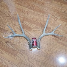 Mule deer antlers. for sale  Lehi