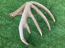 Nice brown inch for sale  Devine