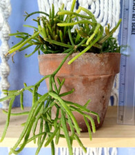 One plant long for sale  USA