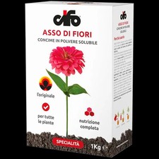 Asso fiori cifo usato  Grottaferrata