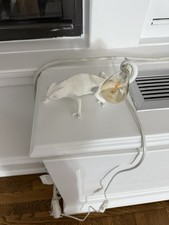 Abajur de mesa camaleão Seletti branco comprar usado Abajur de mesa camaleão Seletti branco comprar usado  Enviando para Brazil