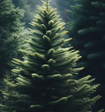 Abies pinsapo tree for sale  Oakland Gardens