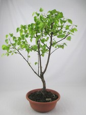 Bonsai birke baum gebraucht kaufen  Melle