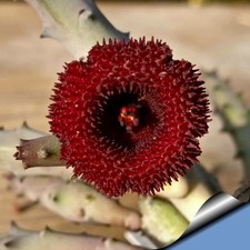 huernia usato huernia usato Siculiana