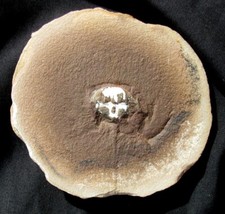 Rare euproops horseshoe for sale  Lancaster