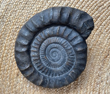 Großer ammonit arietites gebraucht kaufen  Oschersleben (Bode)