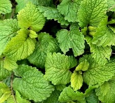 Lemon balm perennial for sale  ASHFORD