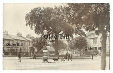 Oak tree newton for sale  LONDON