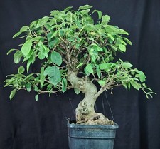 Pre bonsai melo usato  Cison di Valmarino