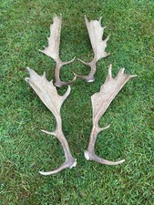 fallow deer for sale  SOUTH MOLTON