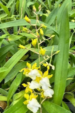 Oncidium hawaiian sunset for sale  HALSTEAD