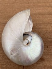Vintage pearlised nautilus for sale Vintage pearlised nautilus for sale  TAMWORTH
