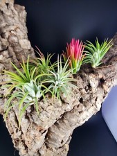 Pack asst. ionantha for sale  Vancouver