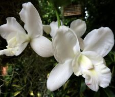 Cattleya walkeriana alba for sale  Pullman