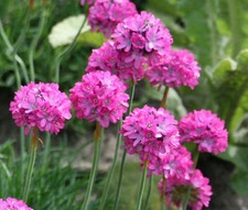 ARMERIA SEA PINK Armeria Maritima Splendens - 100 sementes a granel, usado comprar usado ARMERIA SEA PINK Armeria Maritima Splendens - 100 sementes a granel, usado comprar usado  Enviando para Brazil