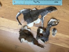 Grey squirrel pelt for sale  PENRYN