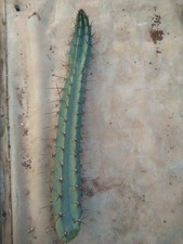 Cereus forbesii. cutting usato  Civitanova Marche
