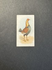 gamefowl for sale gamefowl for sale NORTHAMPTON