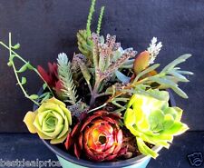 Succulents cuttings collection for sale  San Dimas