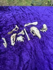 Genuine wild rabbit for sale  KING'S LYNN