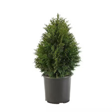 2.25 gal. arborvitae for sale  Barrington