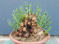 Bonsai olivastro 33x30cm usato  Pagani