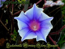 Usado, Kikyo Sora Japanese Morning Glory 6 Qtd comprar usado Usado, Kikyo Sora Japanese Morning Glory 6 Qtd comprar usado  Enviando para Brazil