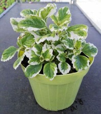 Incenso vaso 14cm usato  Terlizzi