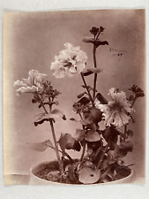 Etude fleurs étude d'occasion  Pagny-sur-Moselle