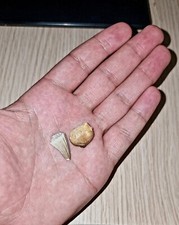 Dentes de Stelladens e Carinodens – Fósseis raros de mosassauros – Cretáceo Marrocos comprar usado  Enviando para Brazil