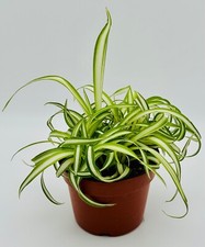 Bonnie curly spider for sale  Irvine