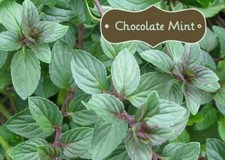 Organic chocolate mint for sale  Milford