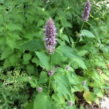 Anis ysop agastache gebraucht kaufen  Bayreuth