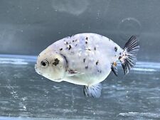 ranchu for sale  ORMSKIRK