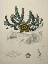 Stapelia stapelie asclepiadee d'occasion  Pluvigner