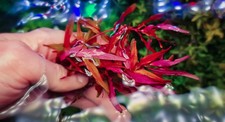 Ludwigia narrow leaf usato  Baschi